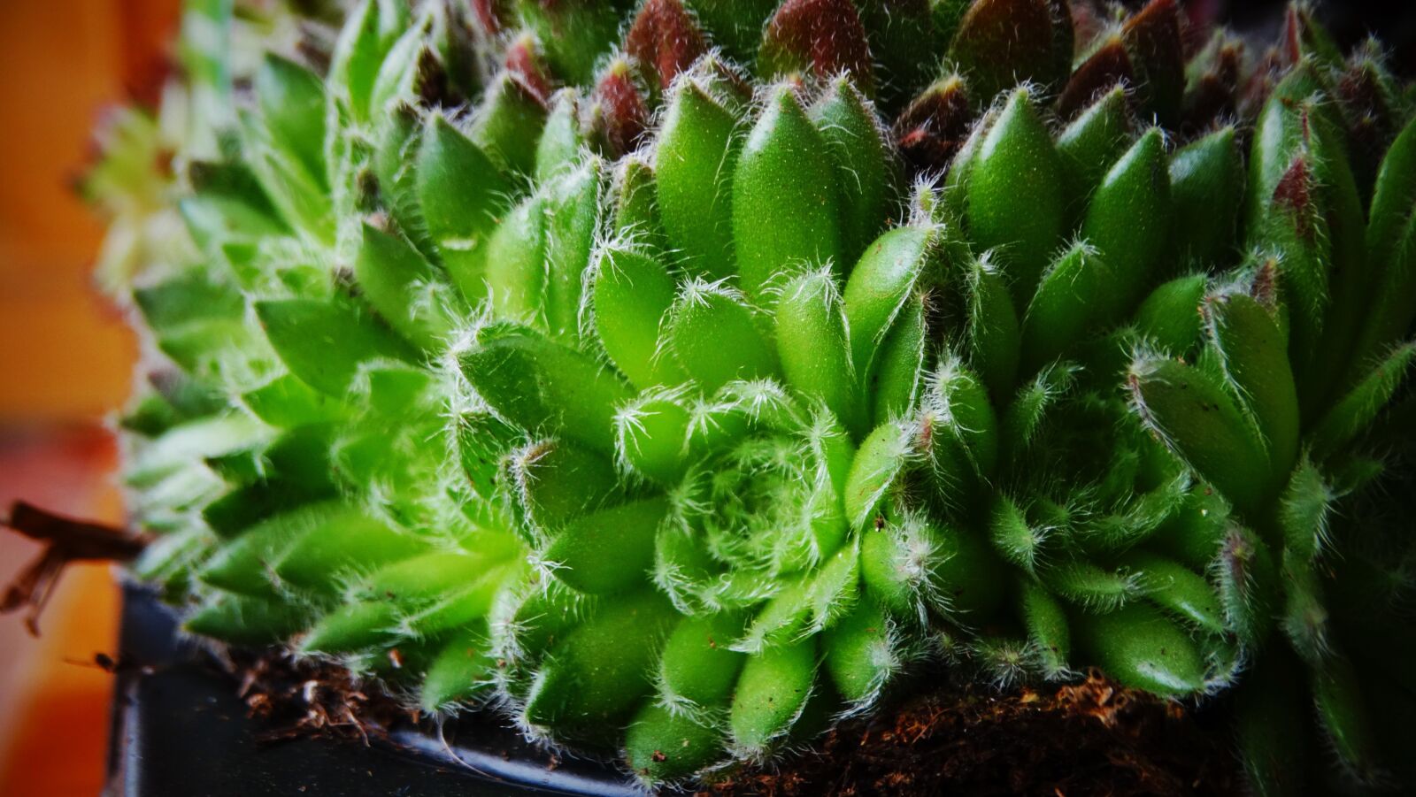 Sony Cyber-shot DSC-HX300 sample photo. Succulent, houseleek, thick sheet photography