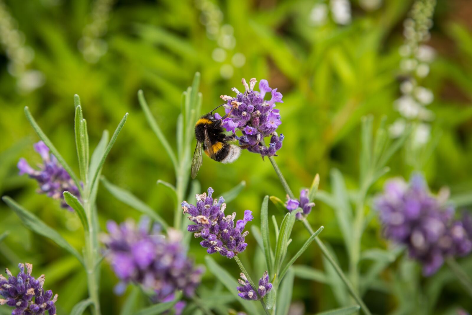 Canon EOS 5D Mark IV sample photo. Nature, flower, plant photography