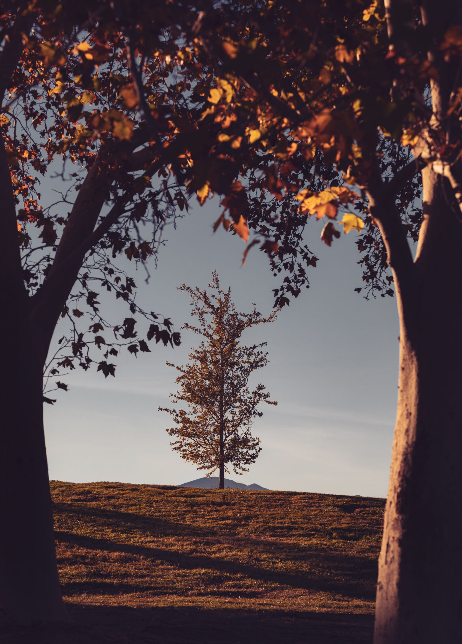 Canon EOS RP sample photo. Middle tree - las photography