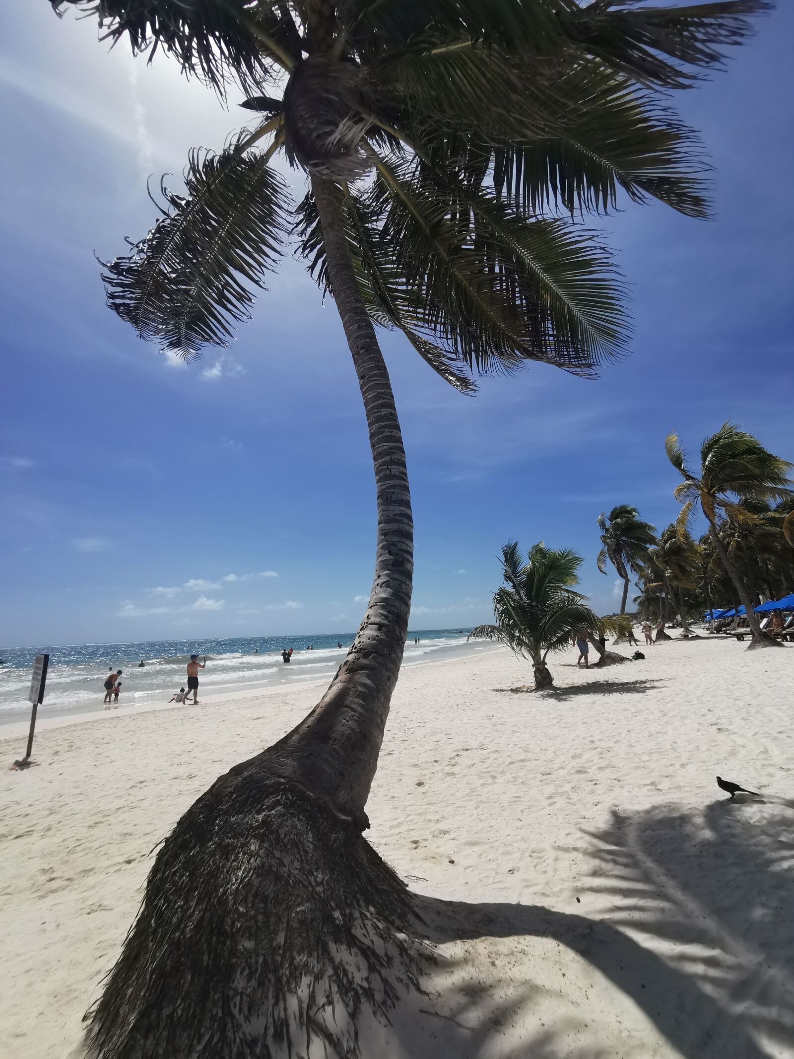 HUAWEI P30 Pro sample photo. Tulum, mexico, palm photography