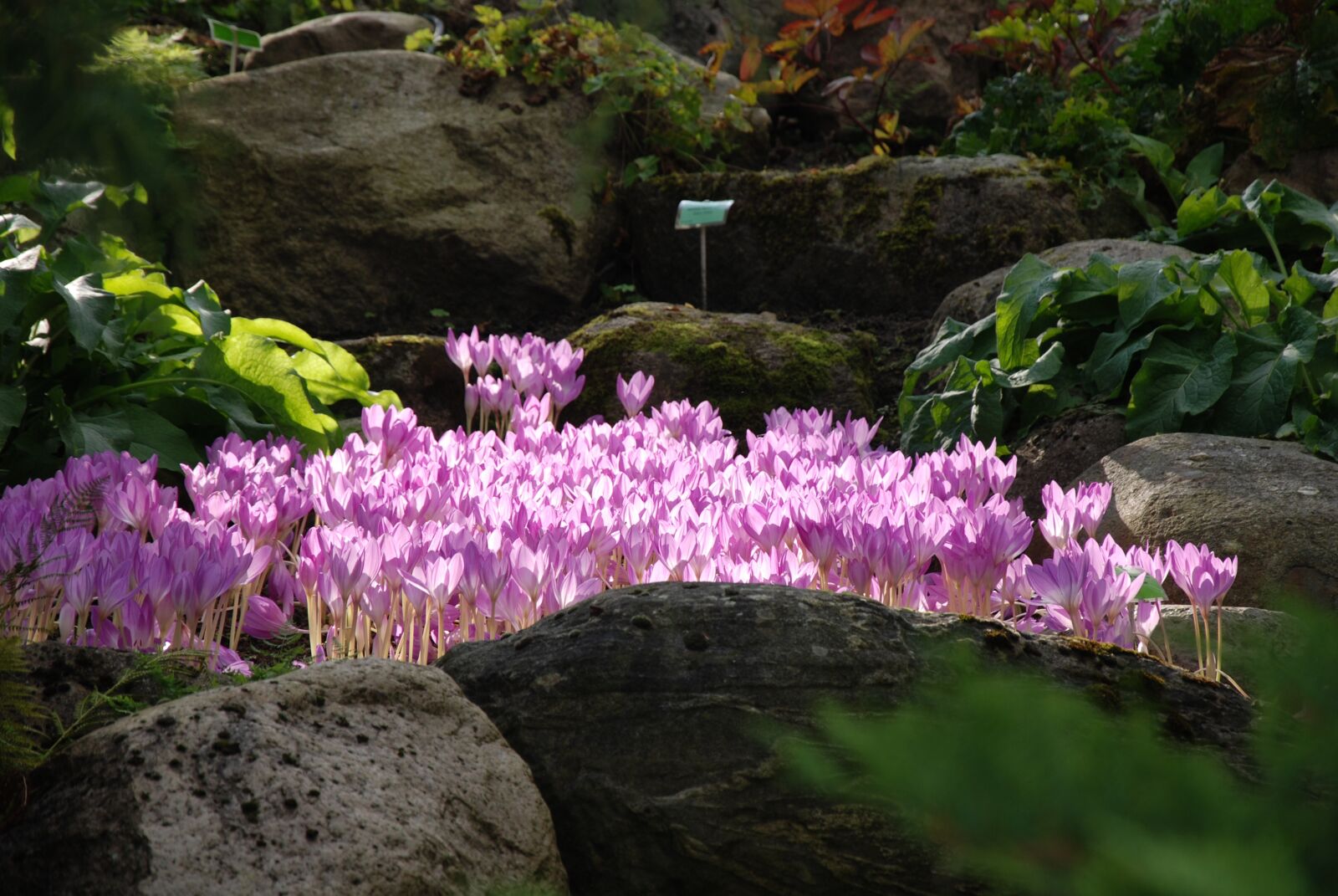 Nikon D80 sample photo. Flowers, garden, rocks photography