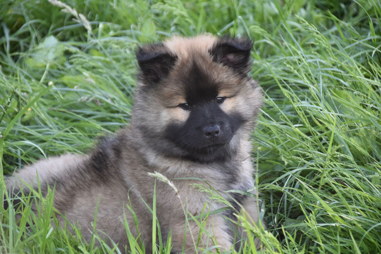 Nikon D5600 sample photo. Dog, puppy, pup photography