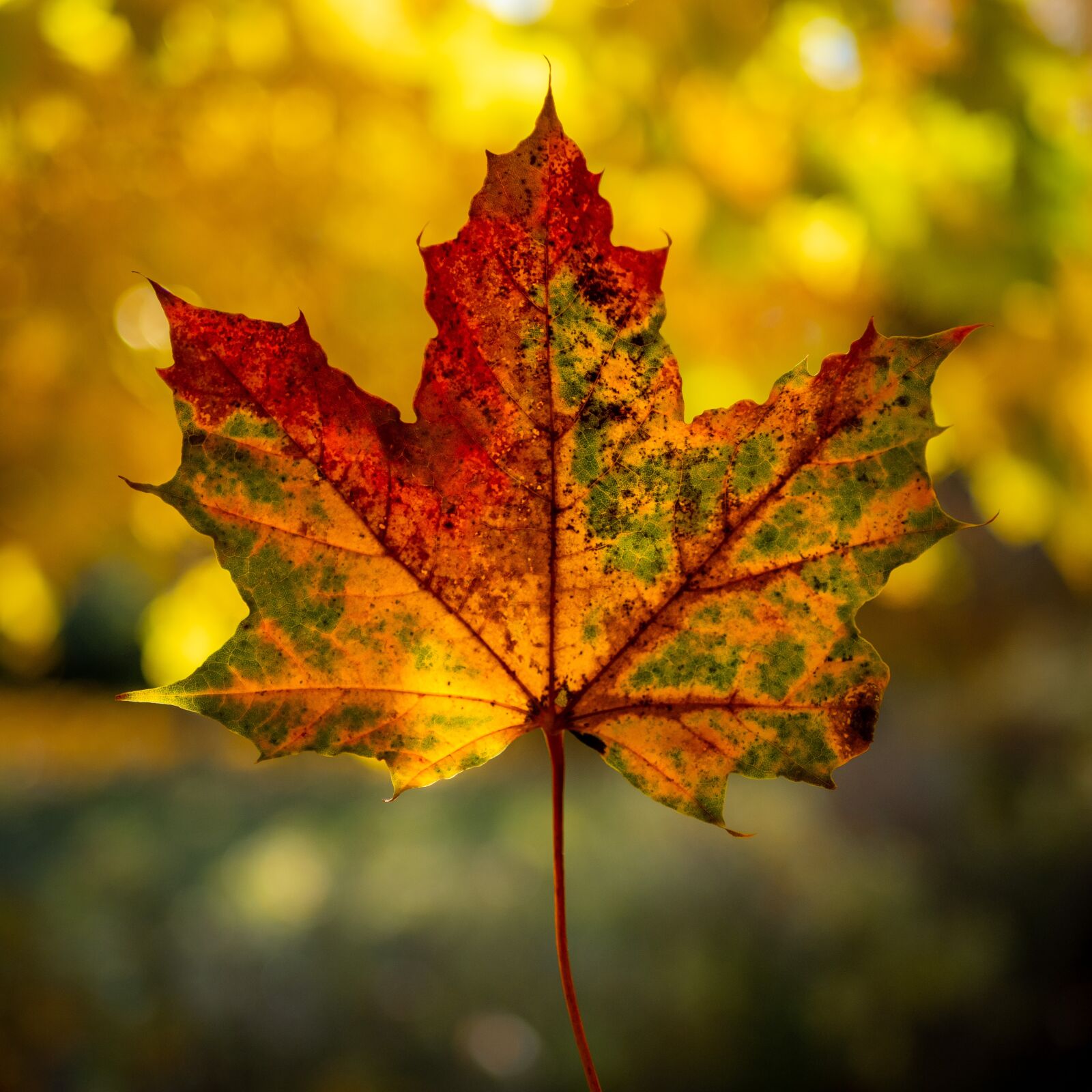 LUMIX G 25/F1.7 sample photo. Autumn, maple, leaf photography