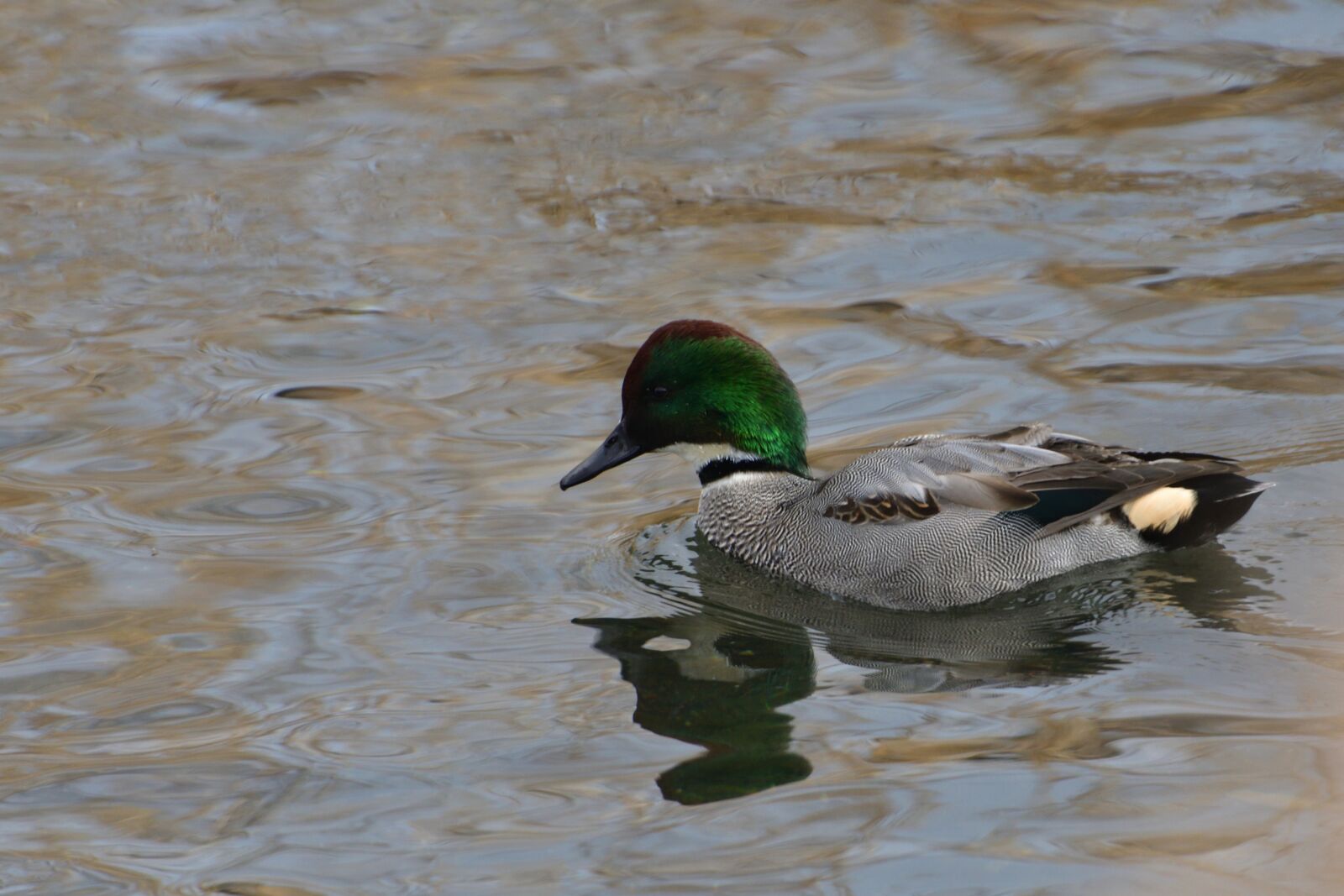 Nikon D500 sample photo. Bird, duck, waters photography