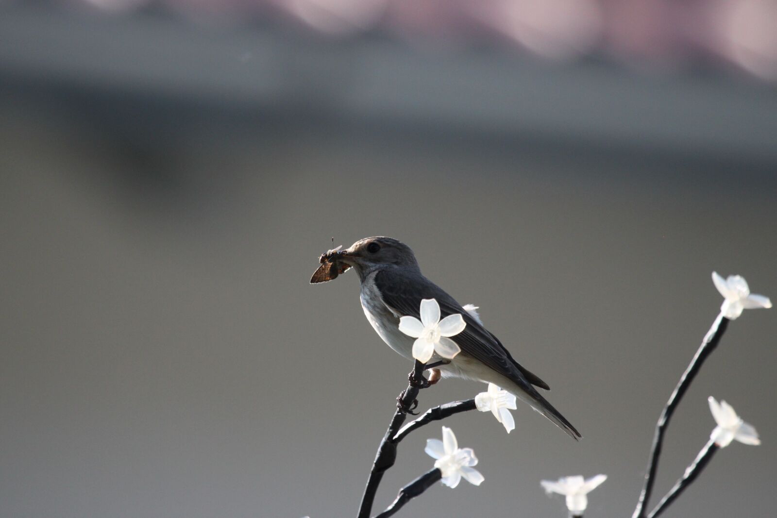 Canon EOS 500D (EOS Rebel T1i / EOS Kiss X3) sample photo. Bird, songbird, color photography