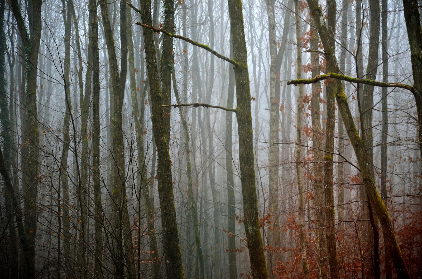 Nikon D5100 sample photo. Forest, fog, nature photography