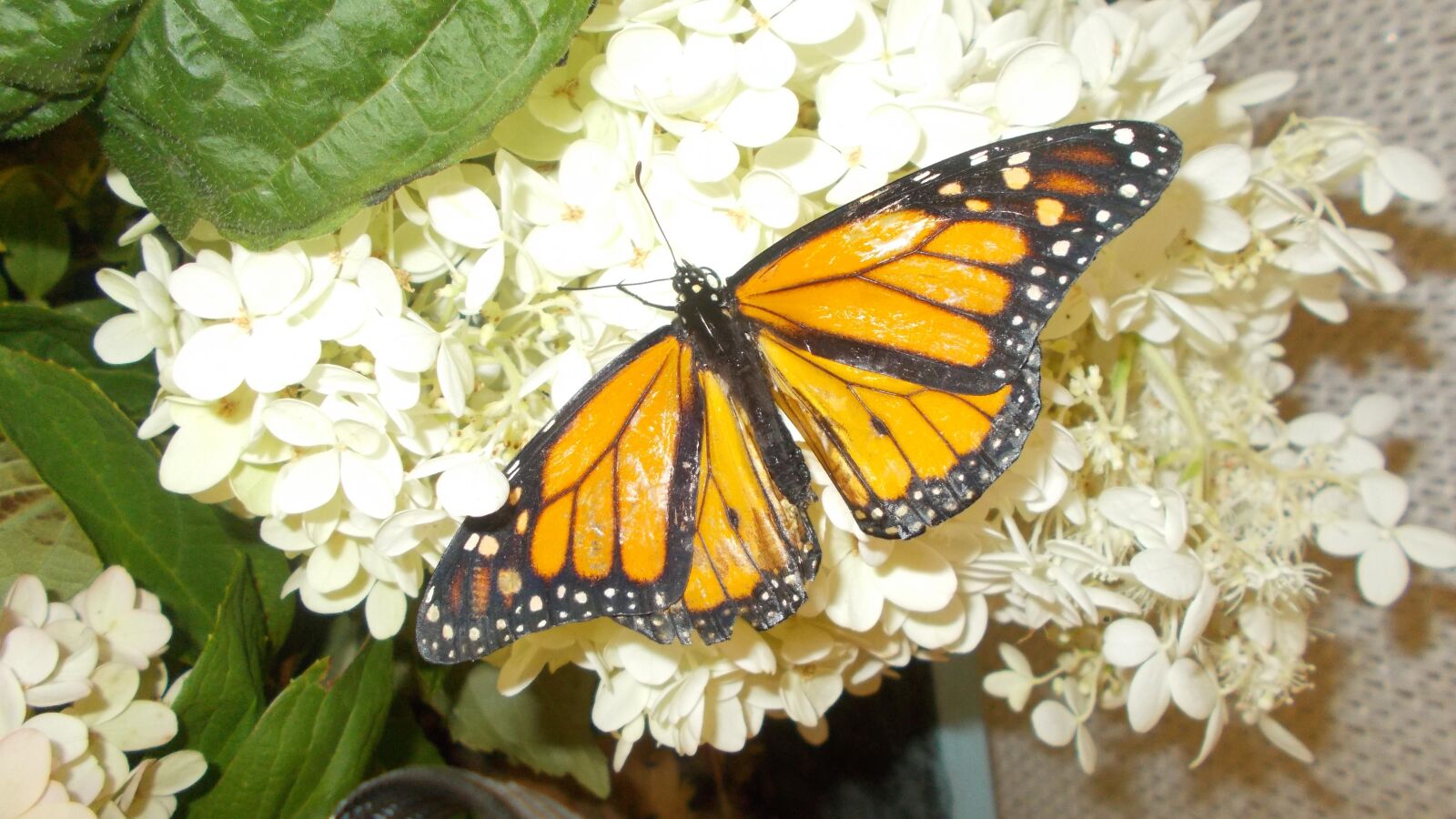 Nikon Coolpix L31 sample photo. Butterfly, white, monarh photography