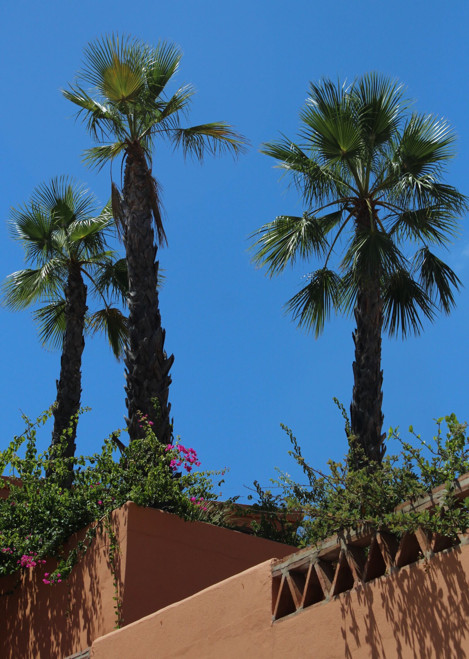 Canon EOS 1200D (EOS Rebel T5 / EOS Kiss X70 / EOS Hi) sample photo. Holiday, palm trees, sun photography