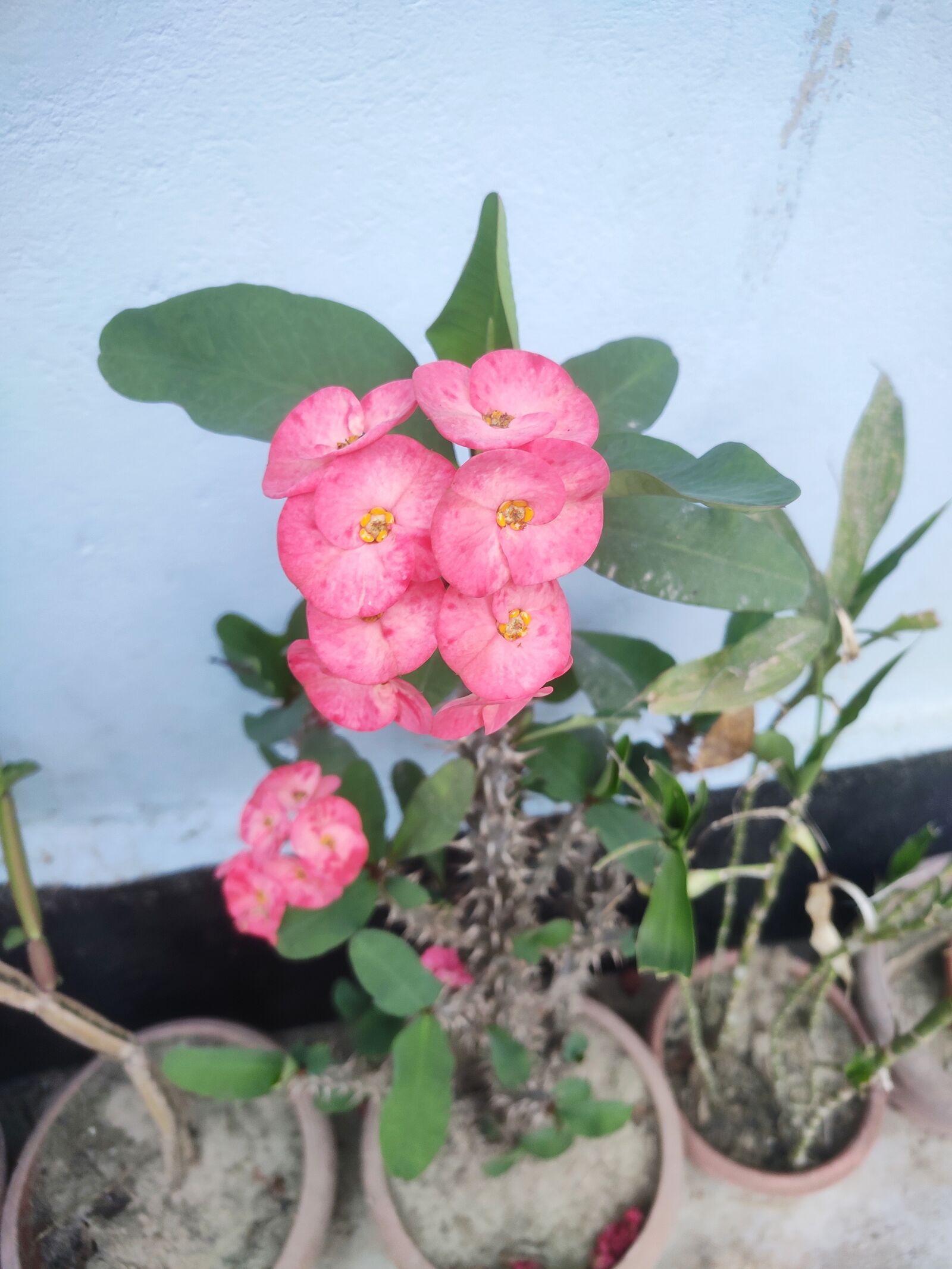 Xiaomi Redmi Note 7 Pro sample photo. Red flower, flower, red photography