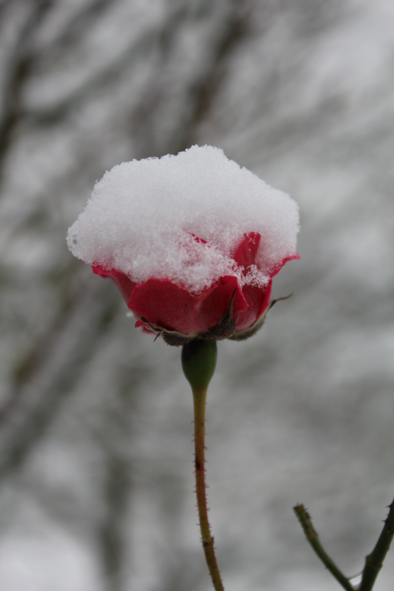 Canon EOS 550D (EOS Rebel T2i / EOS Kiss X4) sample photo. Nature, flower, snow photography
