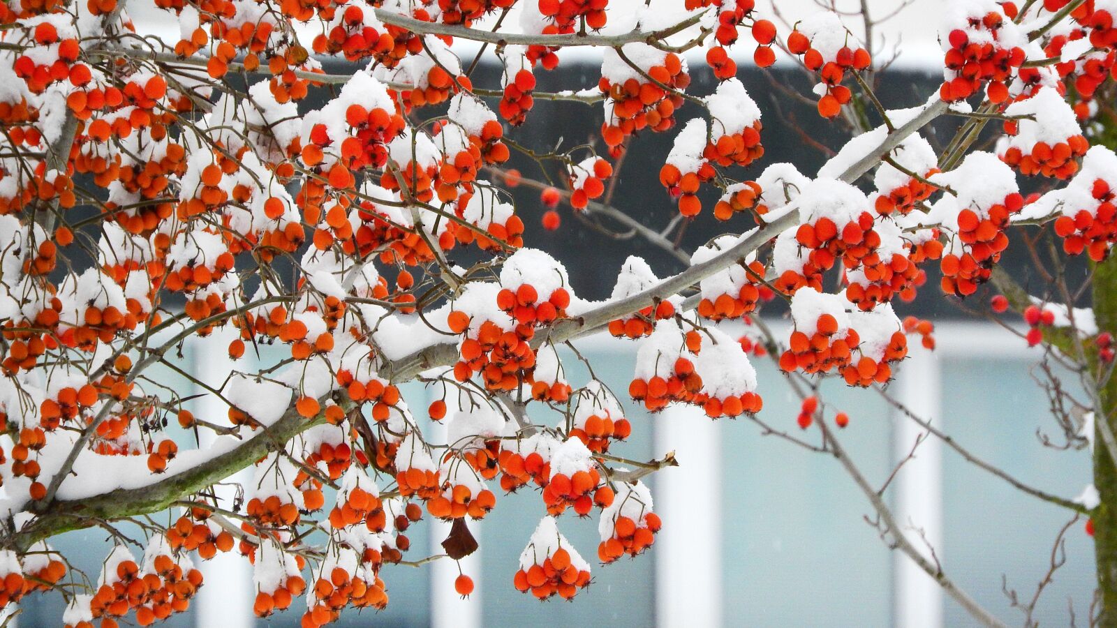 Nikon Coolpix P610 sample photo. Fine, berry, red berries photography