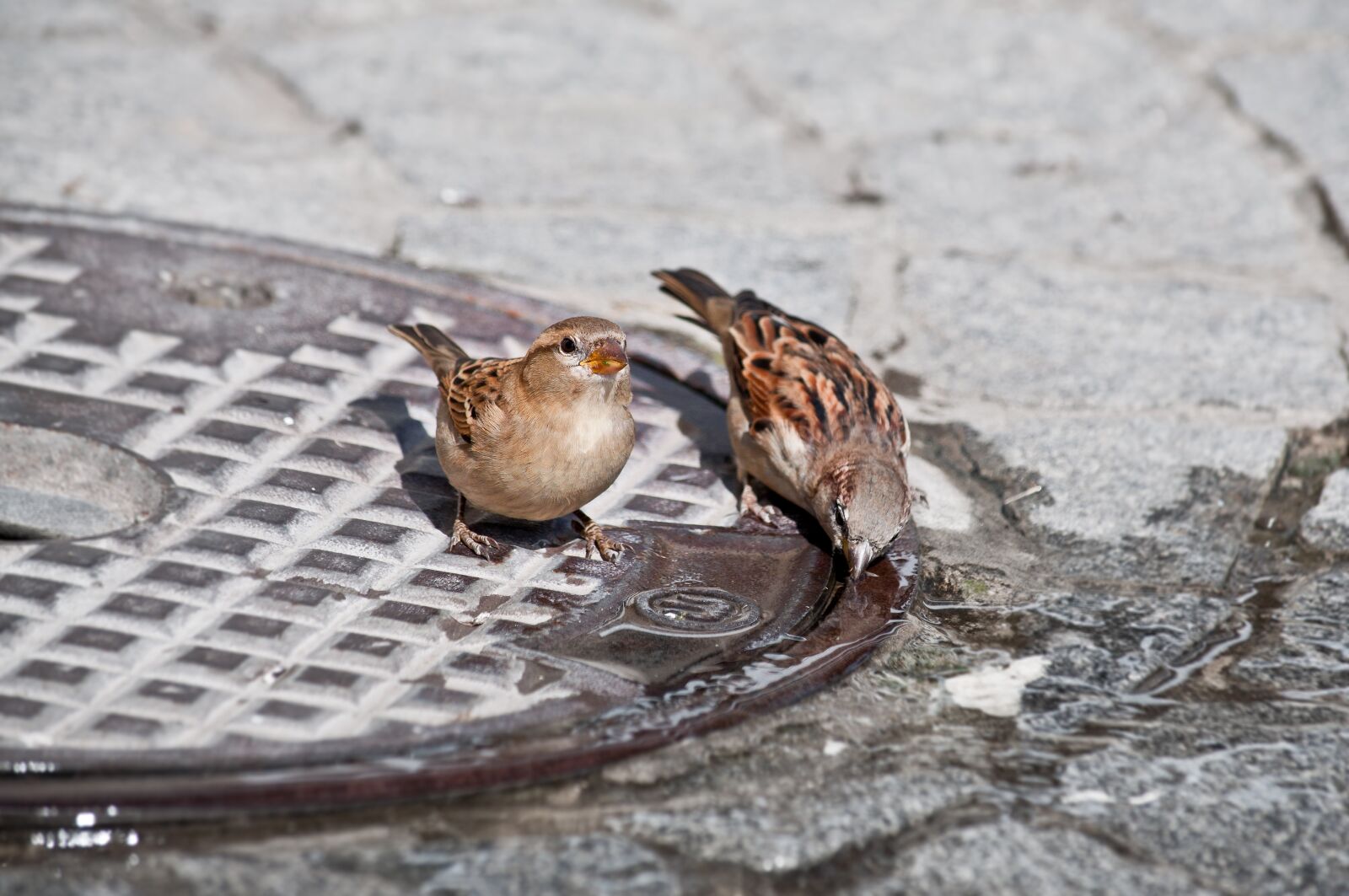 Nikon D90 sample photo. Bird, sparrow, nature photography