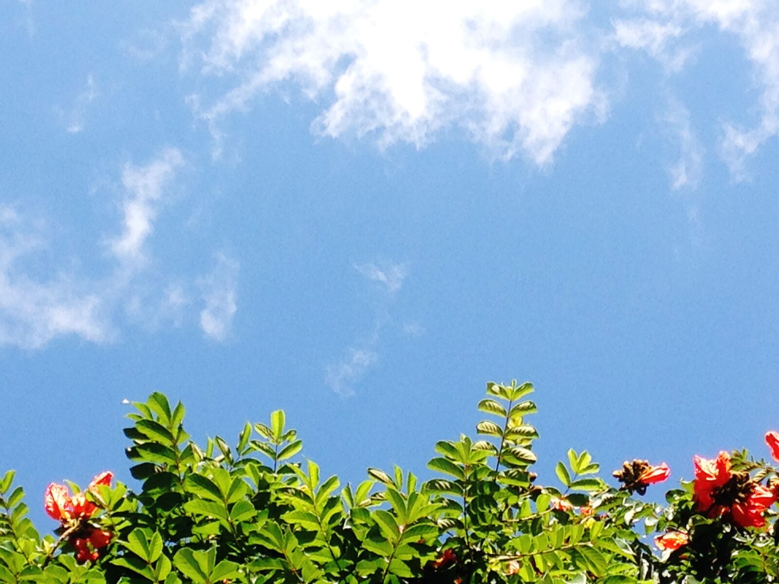 iPhone 5c back camera 4.12mm f/2.4 sample photo. Sky, flowers, nature photography