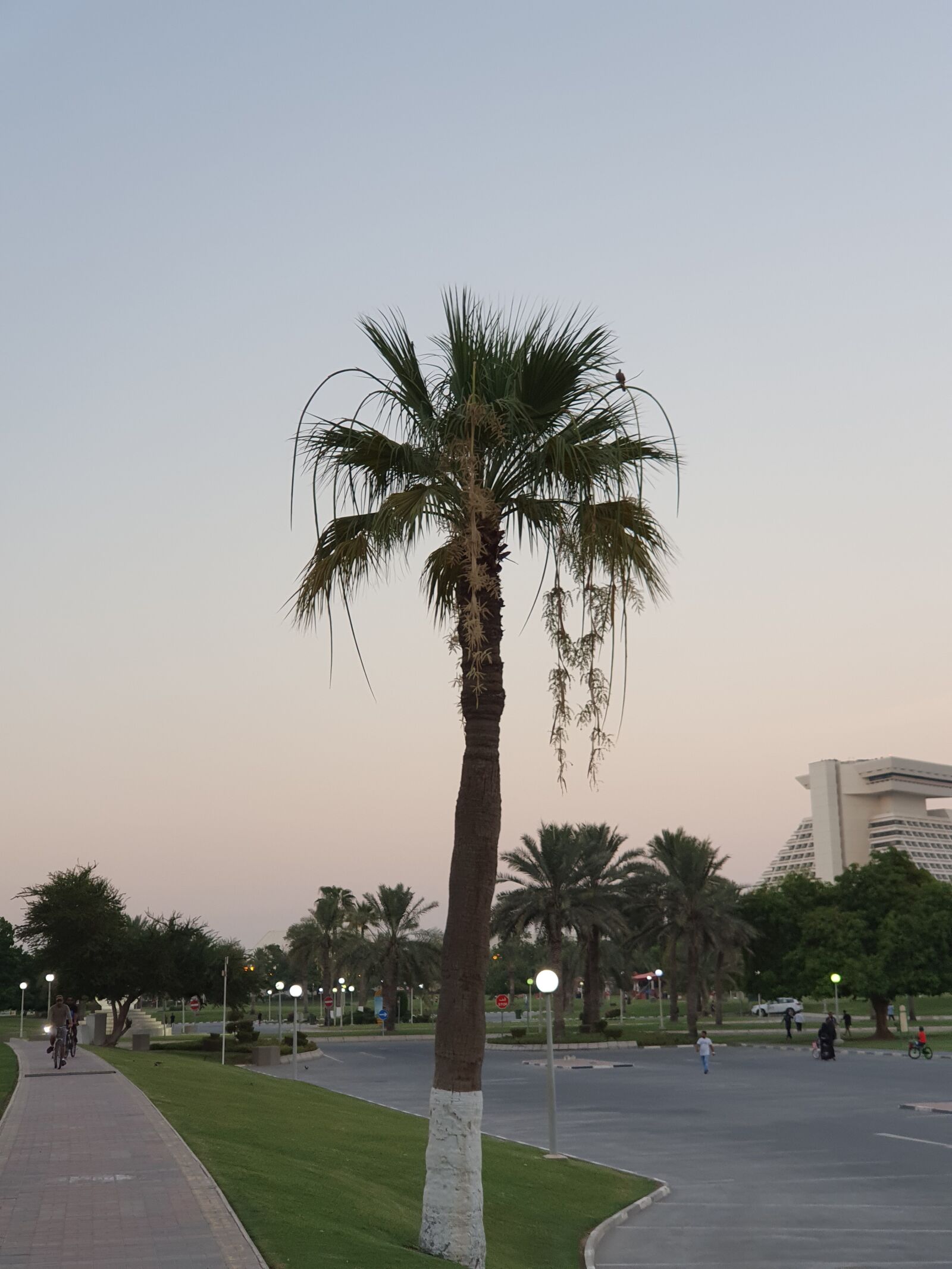 Samsung Galaxy S10 sample photo. Desert fan palm, washingtonia photography