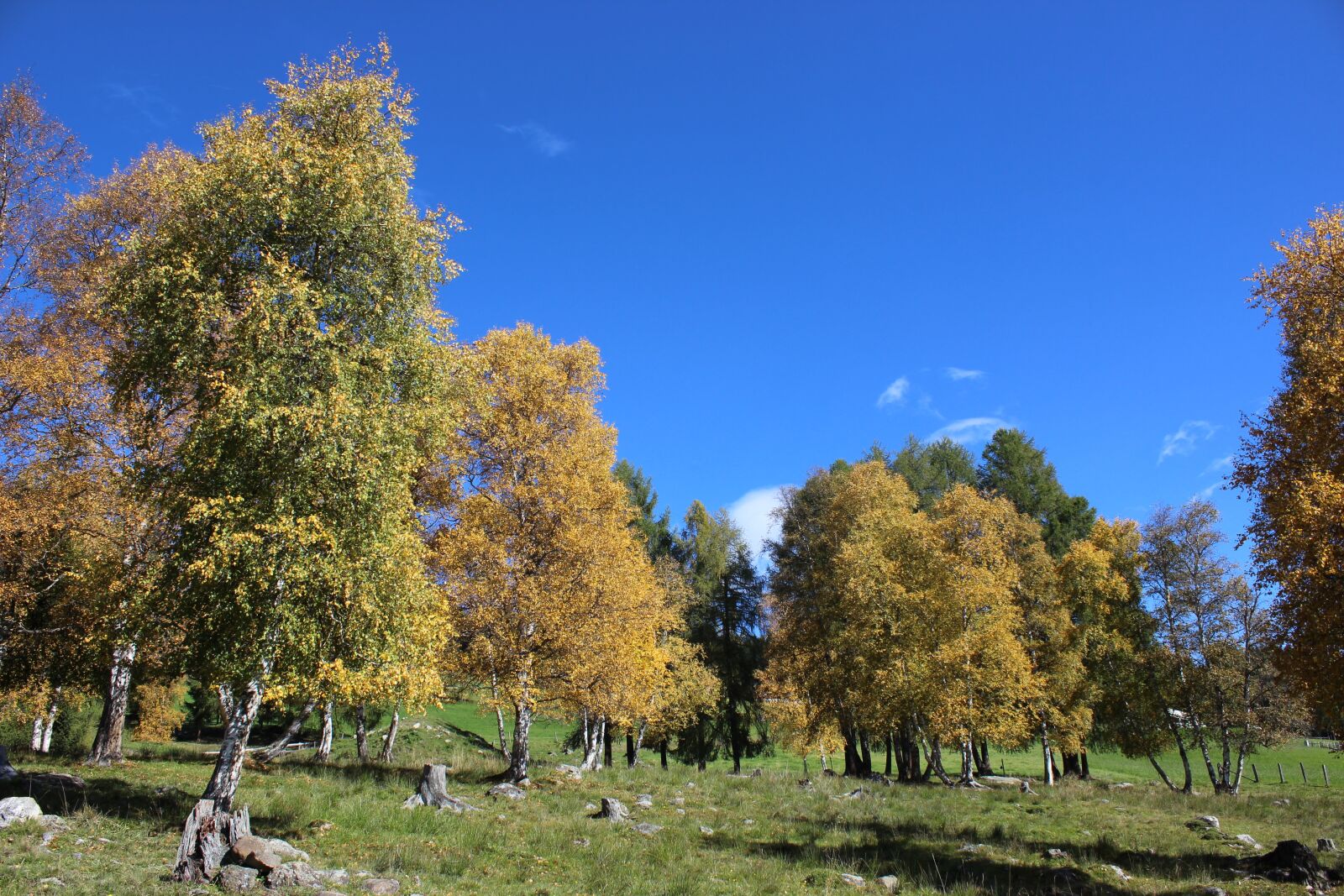 Canon EOS 600D (Rebel EOS T3i / EOS Kiss X5) sample photo. Tree, nature, landscape photography