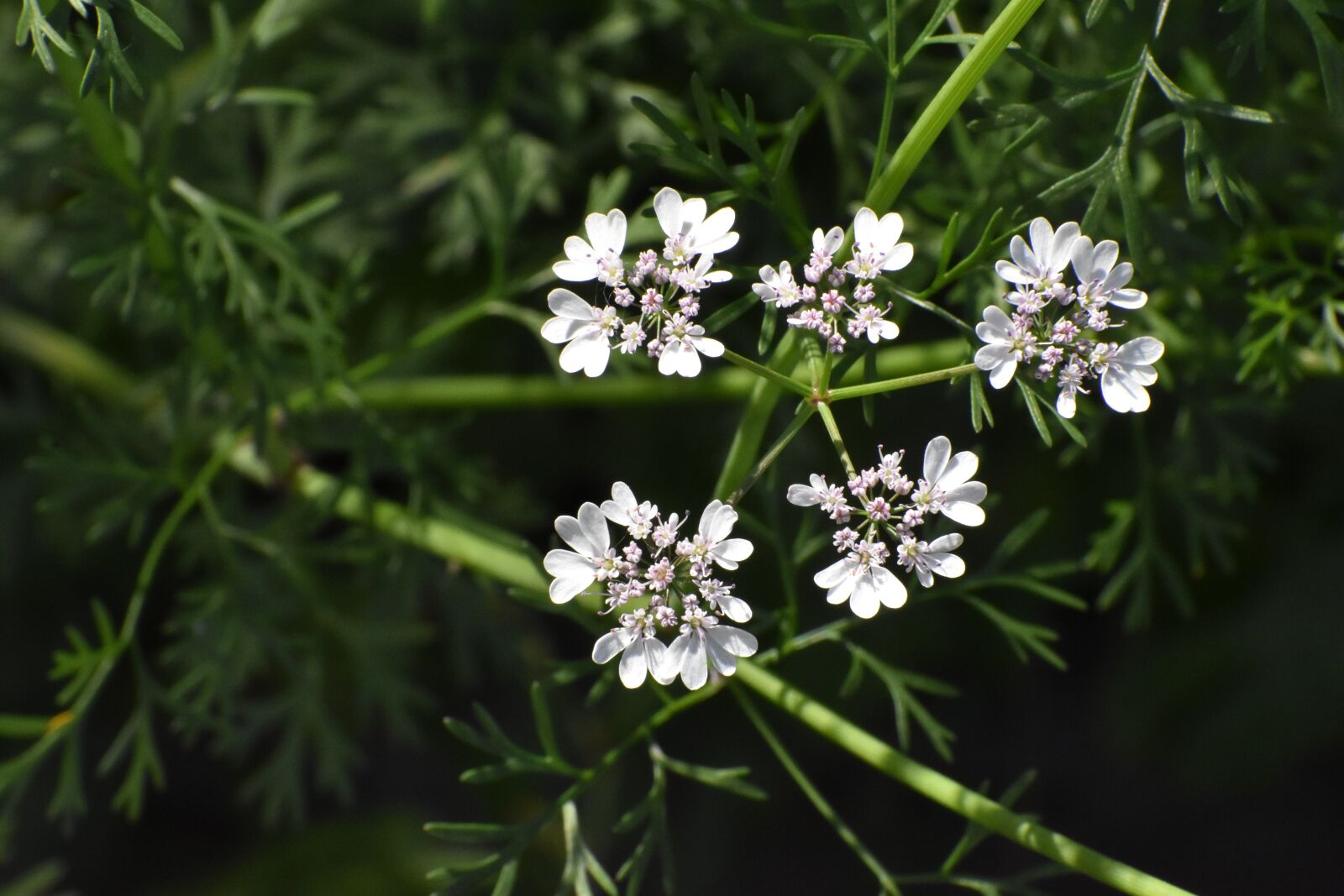 Nikon D3400 sample photo. Coriandrum, coriander, cilantro photography
