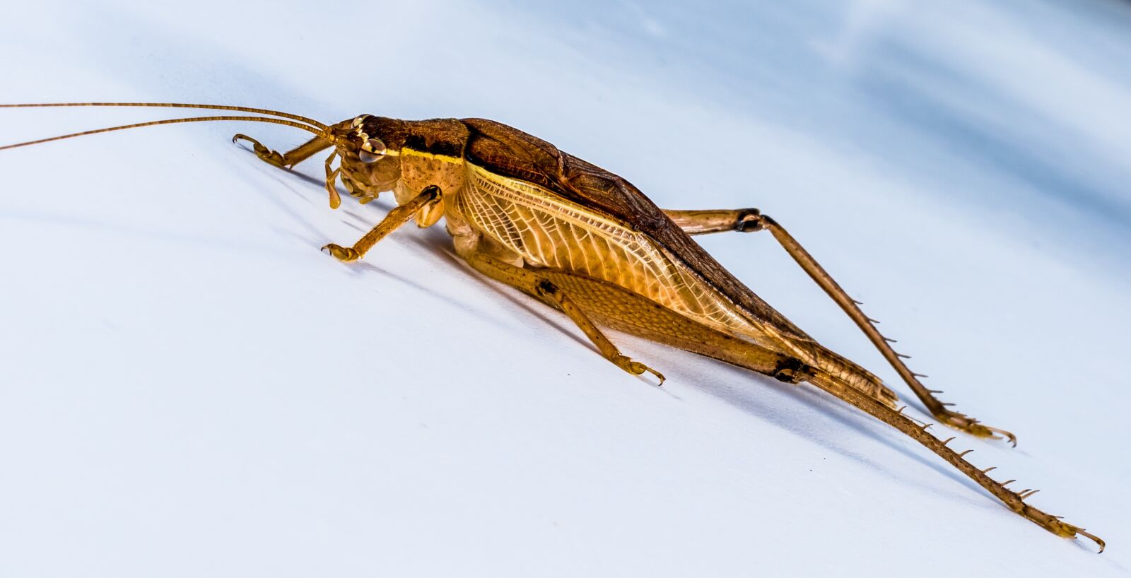 Nikon D5200 sample photo. Grasshopper, viridissima, insect photography