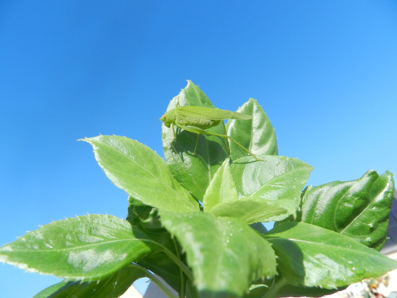 Nikon Coolpix P500 sample photo. Grasshopper, leaf, grasshopper sheet photography