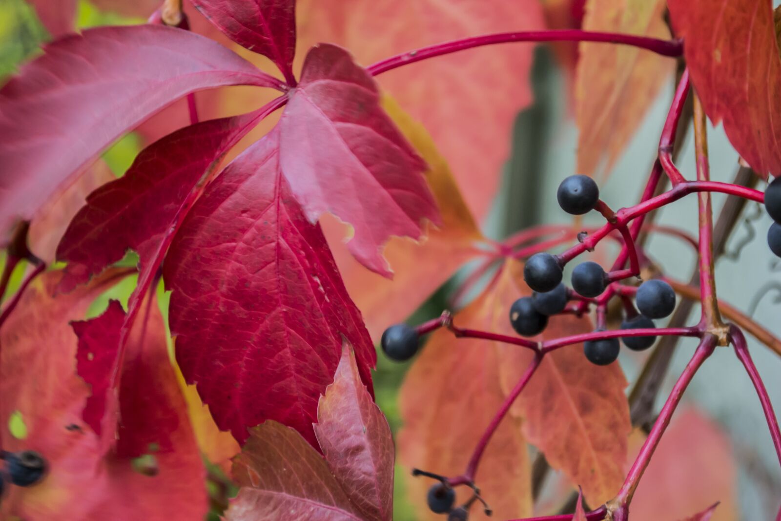 Nikon D3100 sample photo. Autumn, foliage, yellow photography