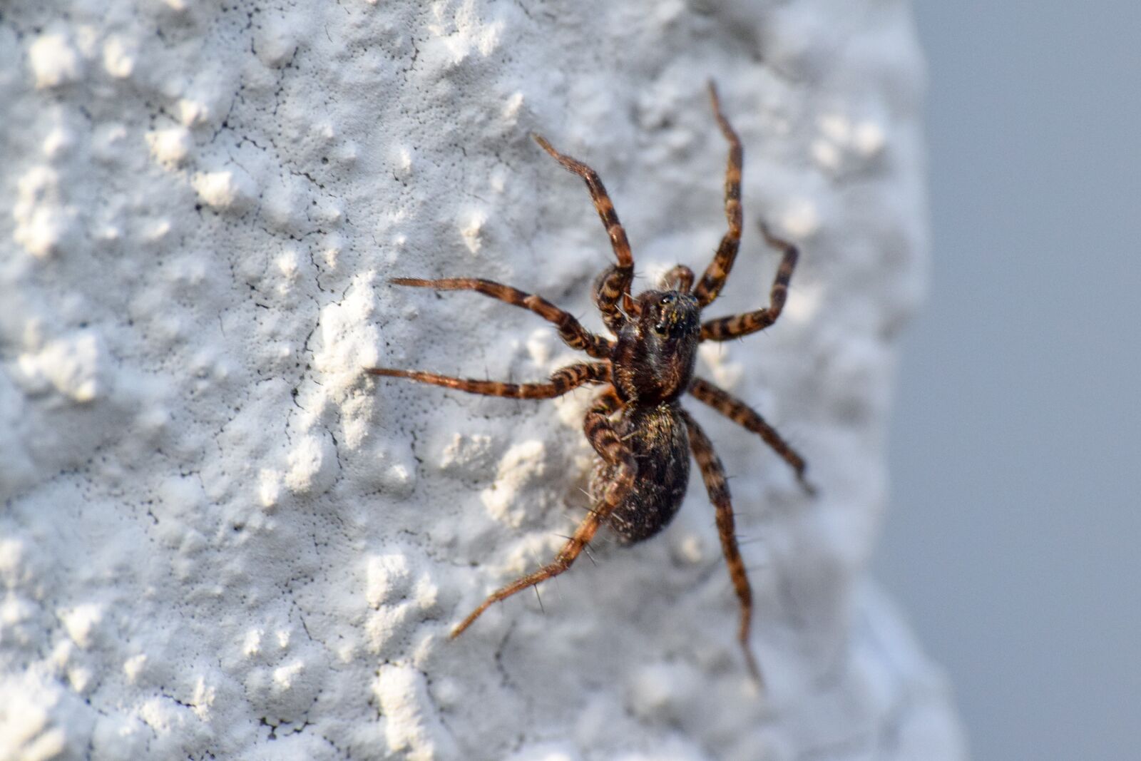 Nikon D3300 sample photo. Spider, eyes, closeup photography