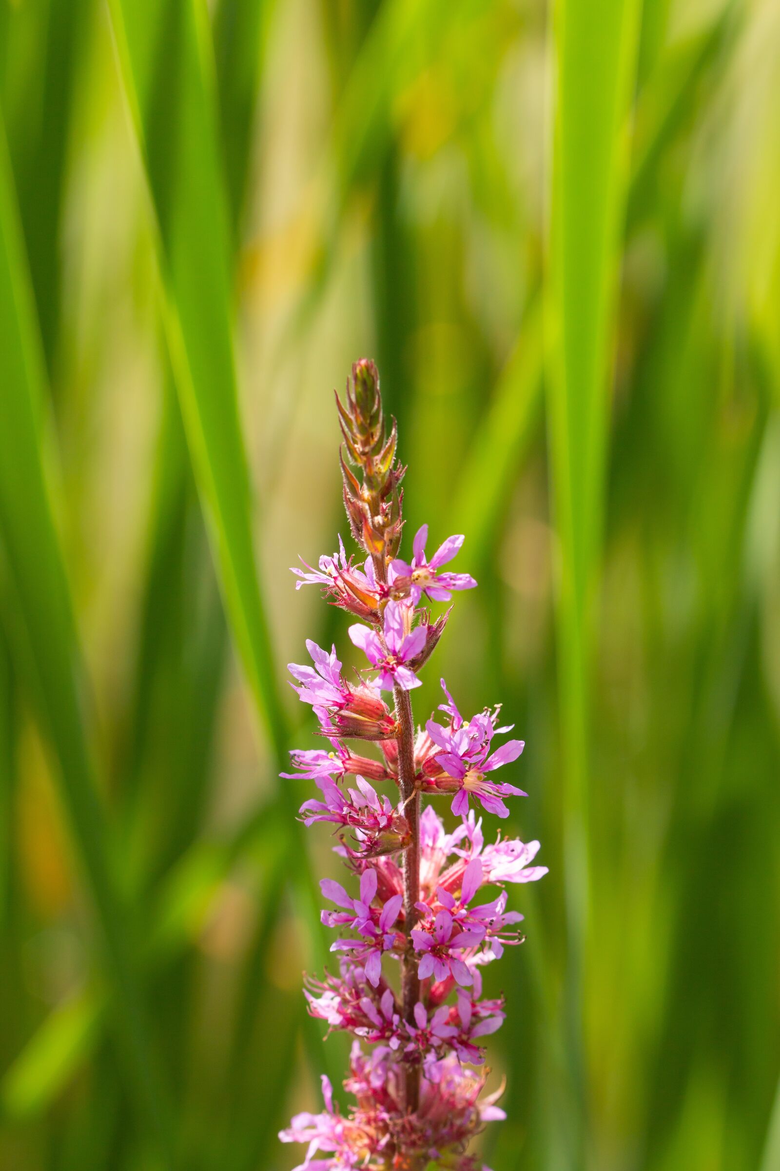 Canon EOS 70D sample photo. Loosestrife, flower, wild flower photography