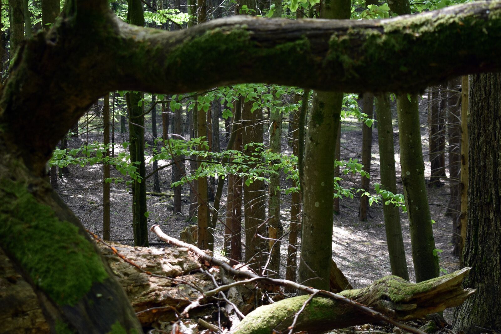 Nikon D3400 sample photo. Moss, nature, forest photography