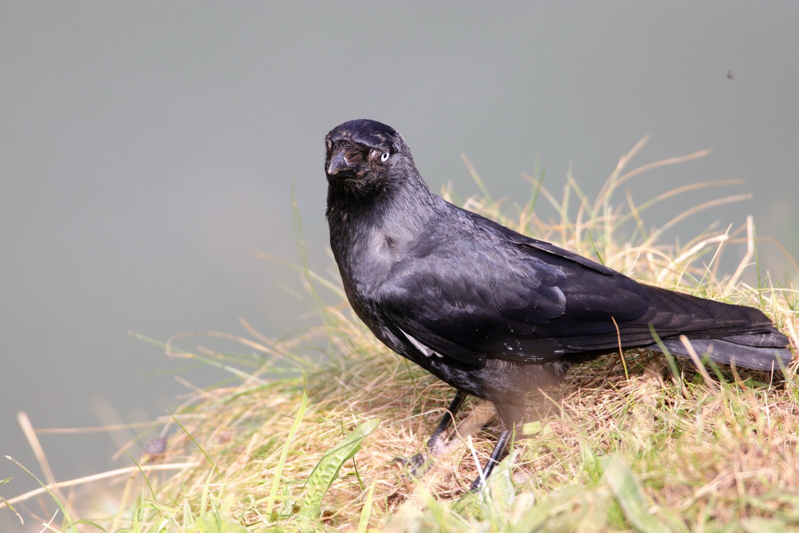 Canon EOS 80D sample photo. Jackdaw, blackbird, bird photography