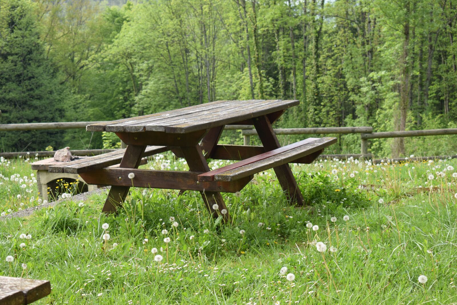 Nikon D5300 sample photo. Table, grass, nature photography