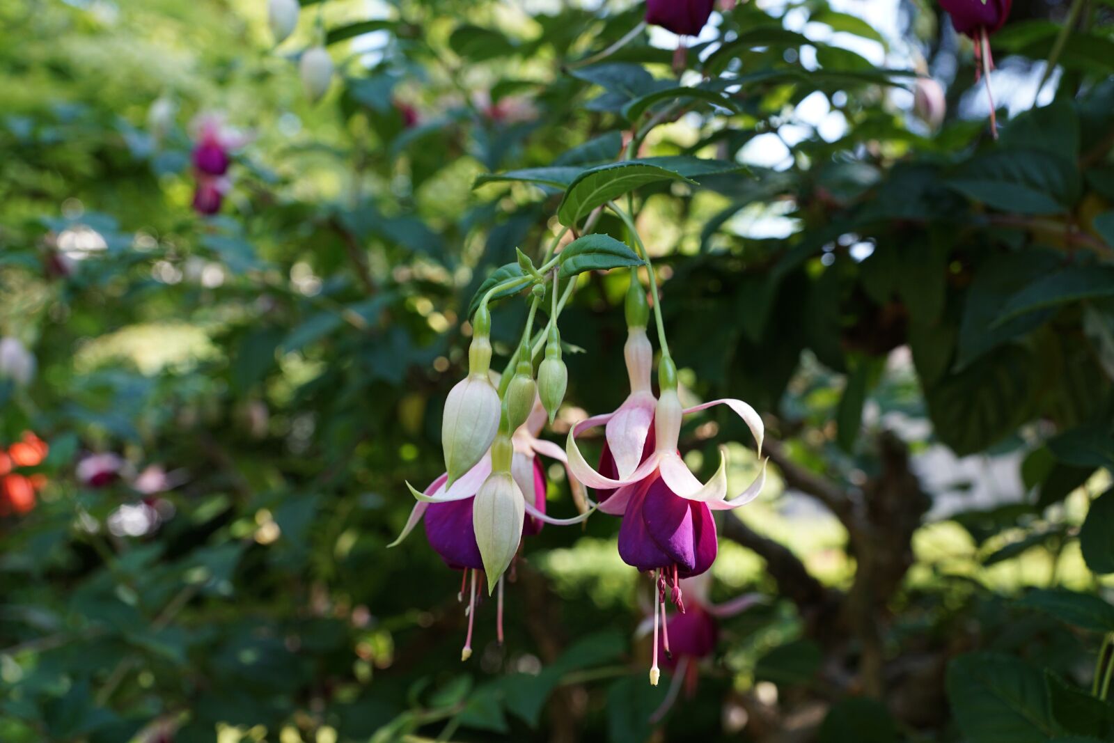 Sony DT 16-50mm F2.8 SSM sample photo. Flower, fuchsia, botanical garden photography