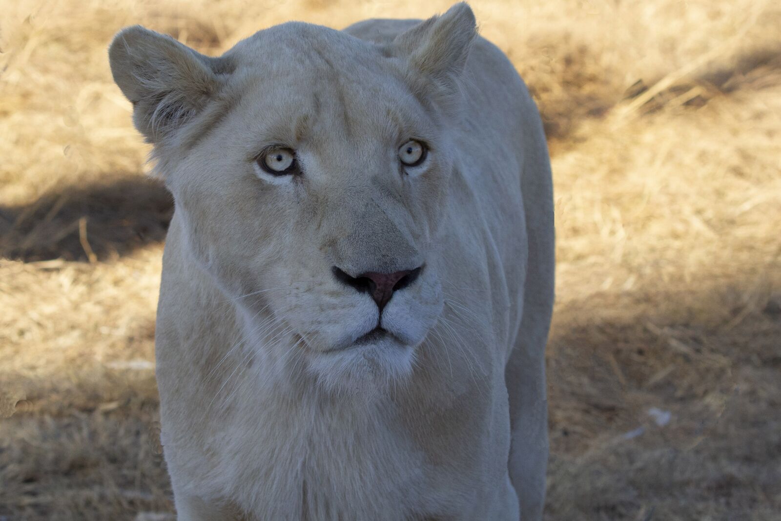 Canon EOS 7D sample photo. Lion, lioness, white lion photography
