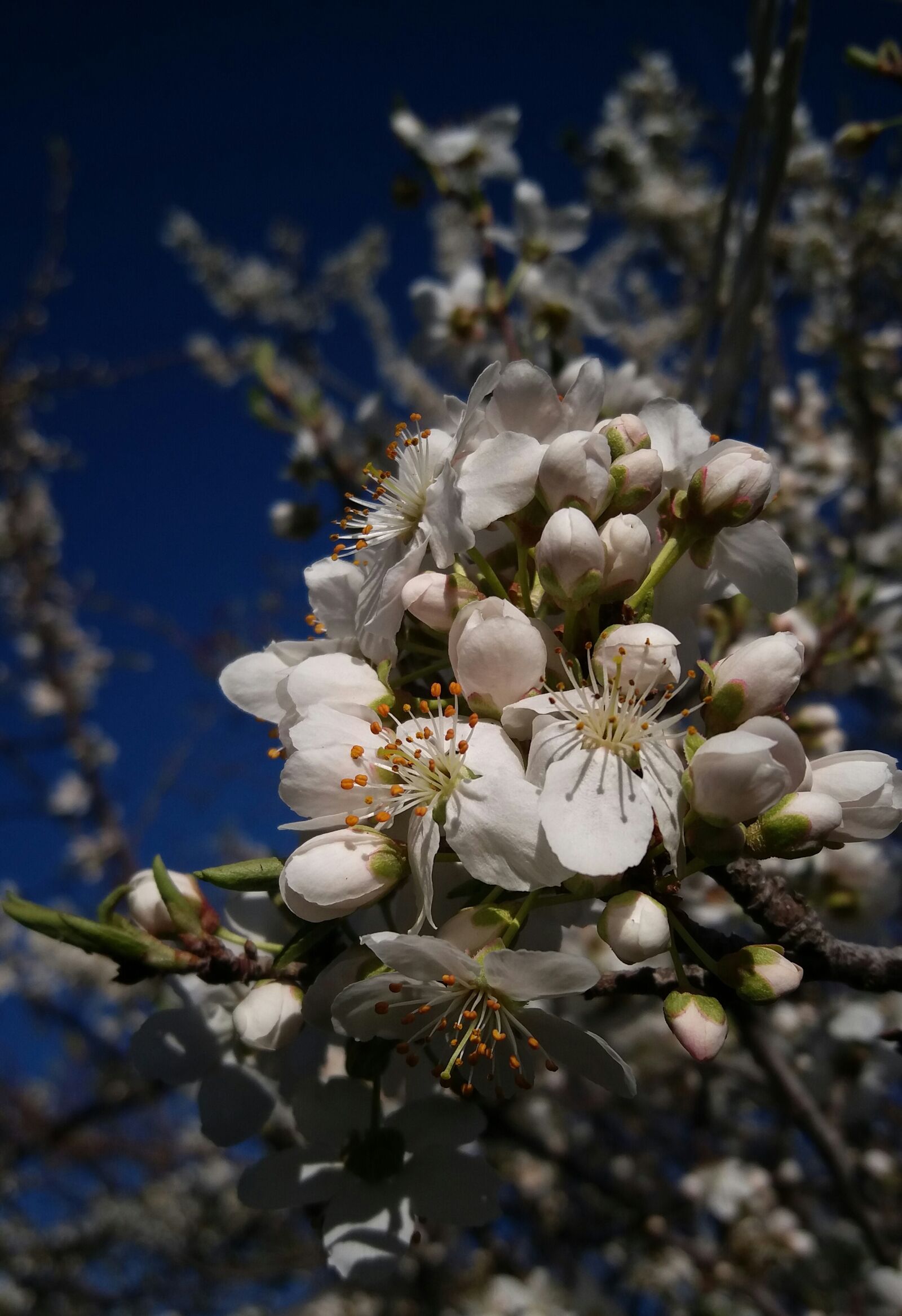 Samsung Galaxy A8 sample photo. Flower, nature, flora photography