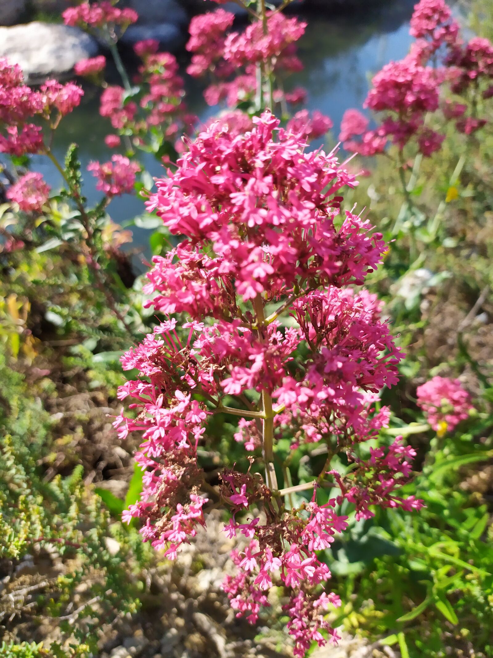 Xiaomi Redmi Note 7 sample photo. Flowers, pink, water photography