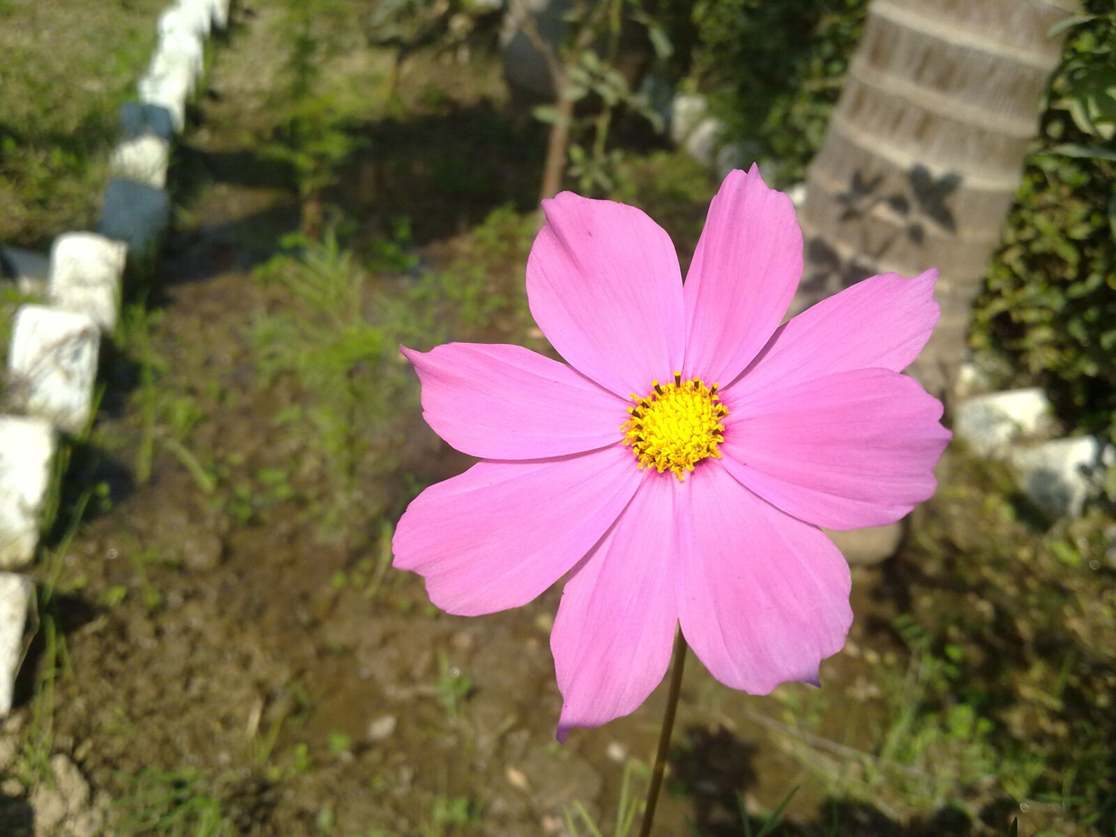 Nokia X6-00 sample photo. Flower, natural, nature, pink photography