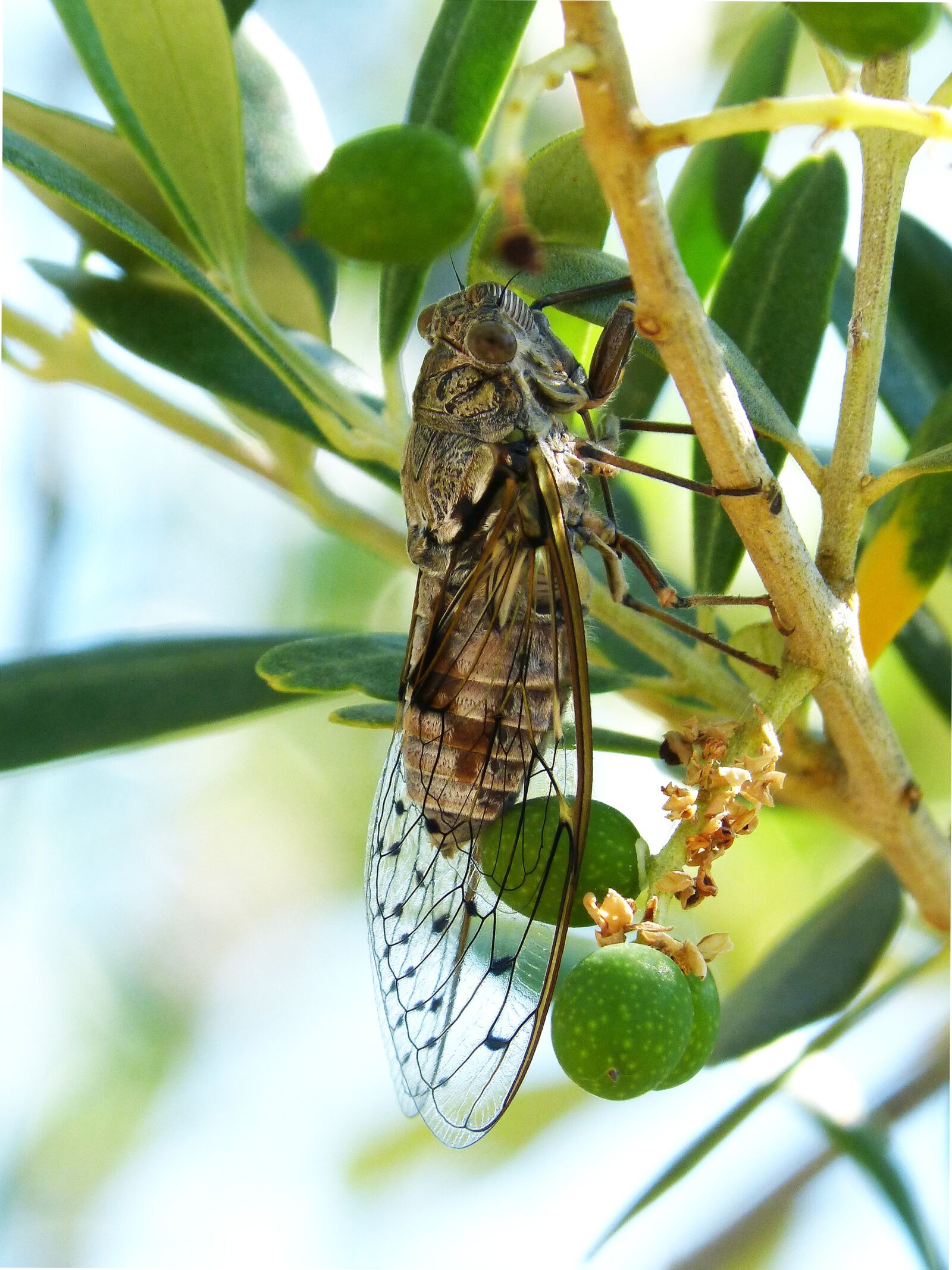 Panasonic DMC-FZ62 sample photo. Cicada, insect, summer cri-cri photography