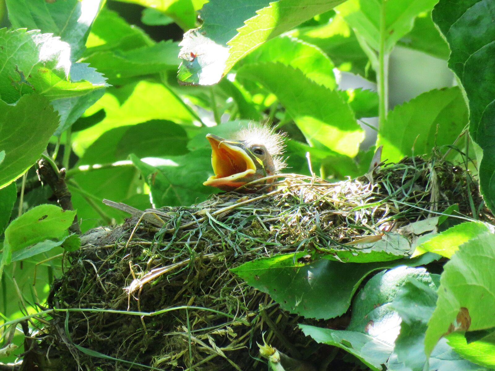 Canon PowerShot SX60 HS sample photo. Blackbird, young, bird's nest photography