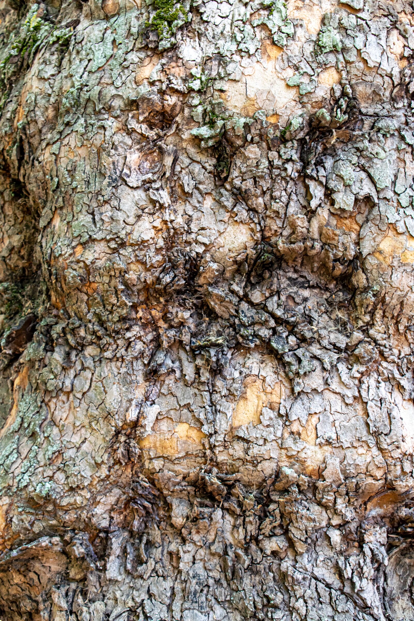 Nikon D5300 sample photo. Tree, bark, maple tree photography