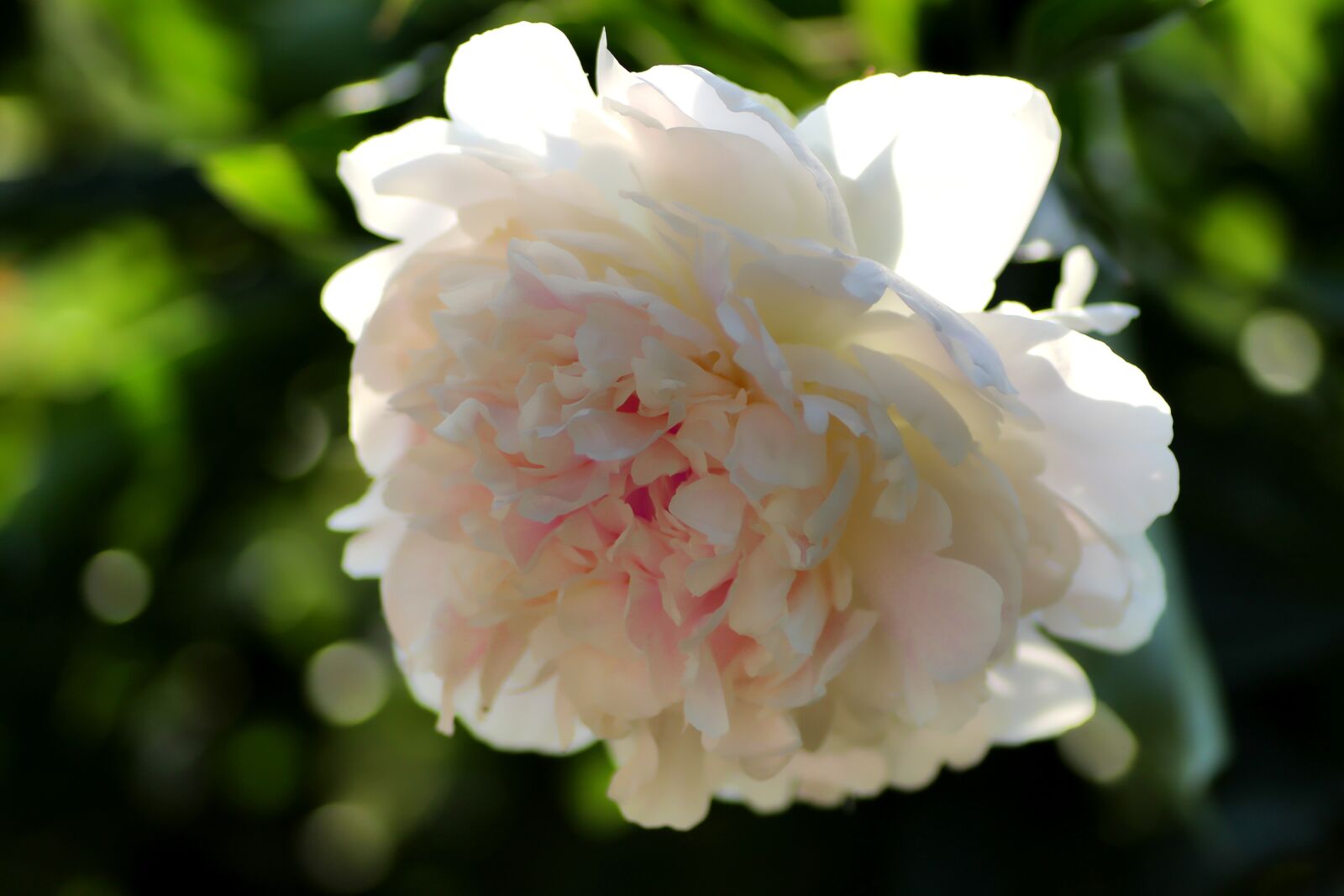 Tamron SP 90mm F2.8 Di VC USD 1:1 Macro sample photo. Peony, pentecost rosengew chs photography