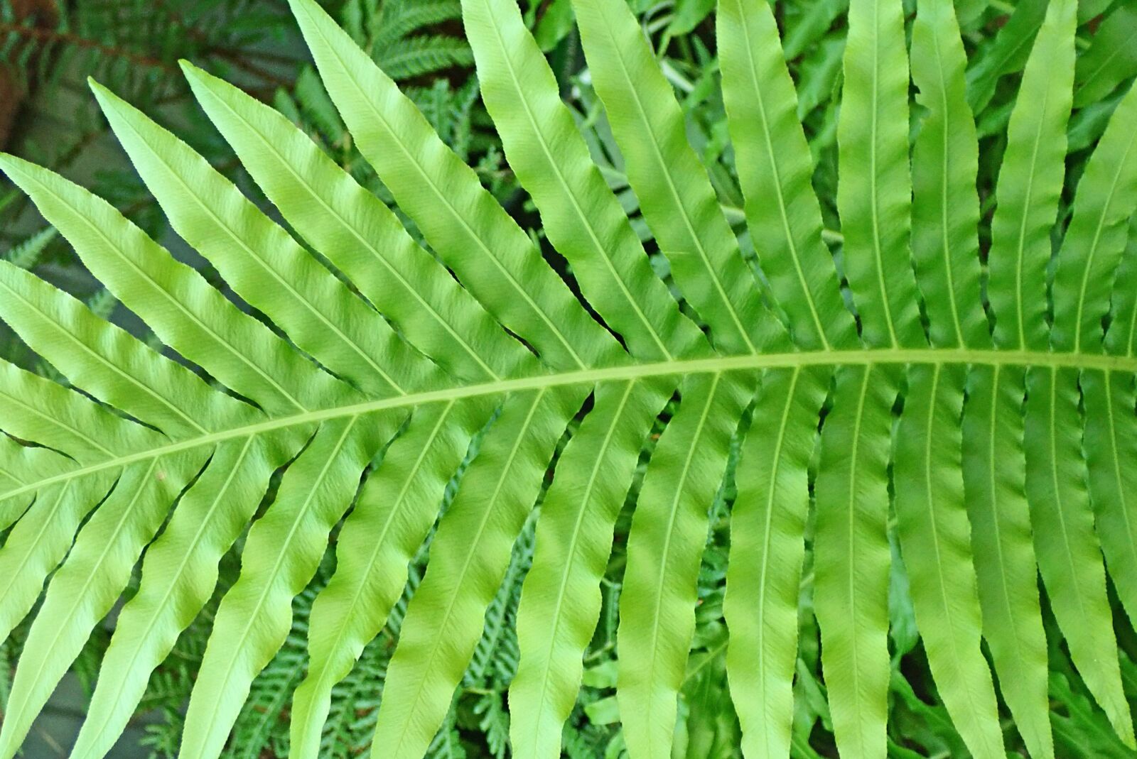 Olympus TG-5 sample photo. Fern, leaf, frond photography