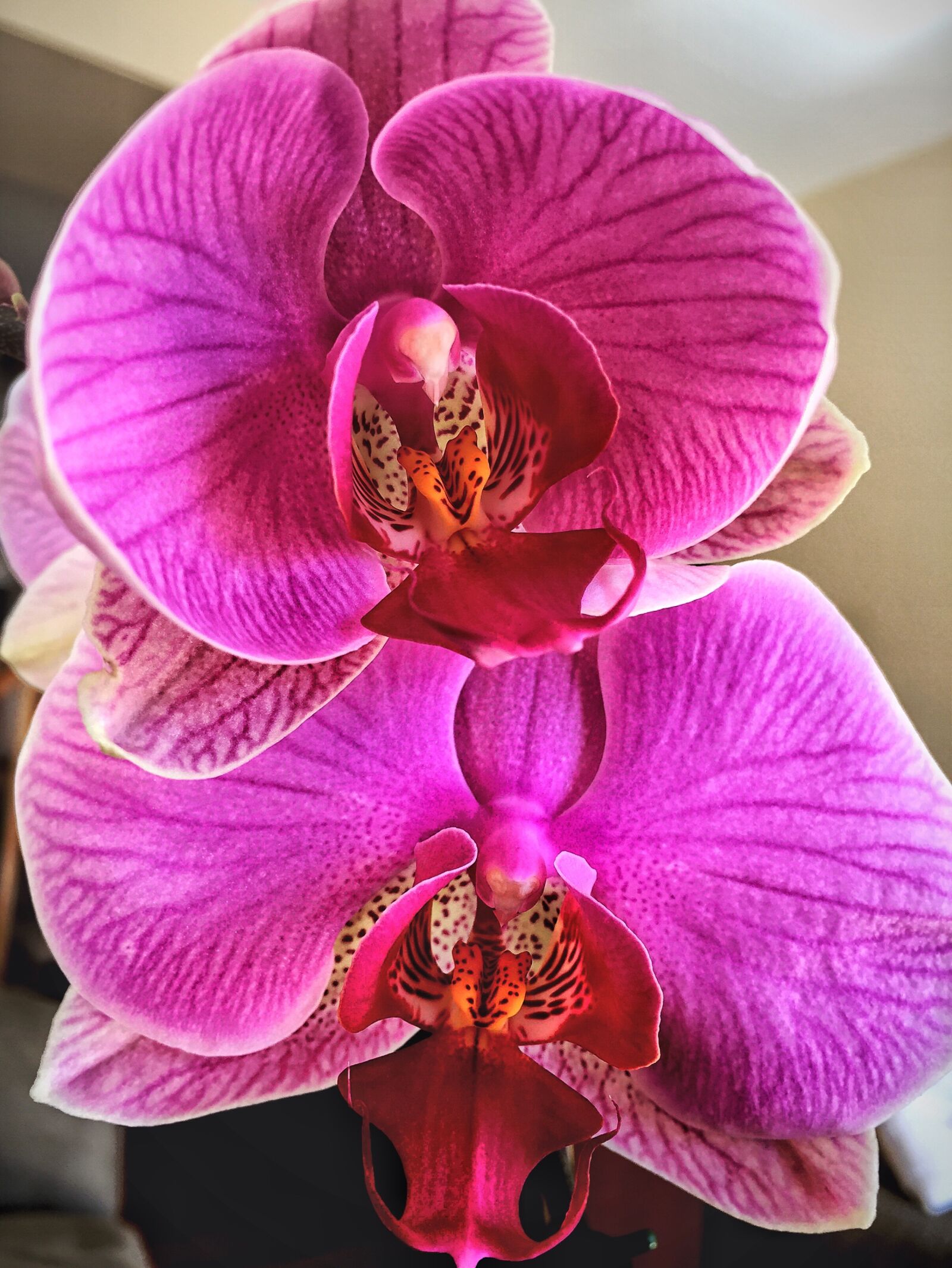 iPhone 6 Plus back camera 4.15mm f/2.2 sample photo. Orchid, flower, tropical photography
