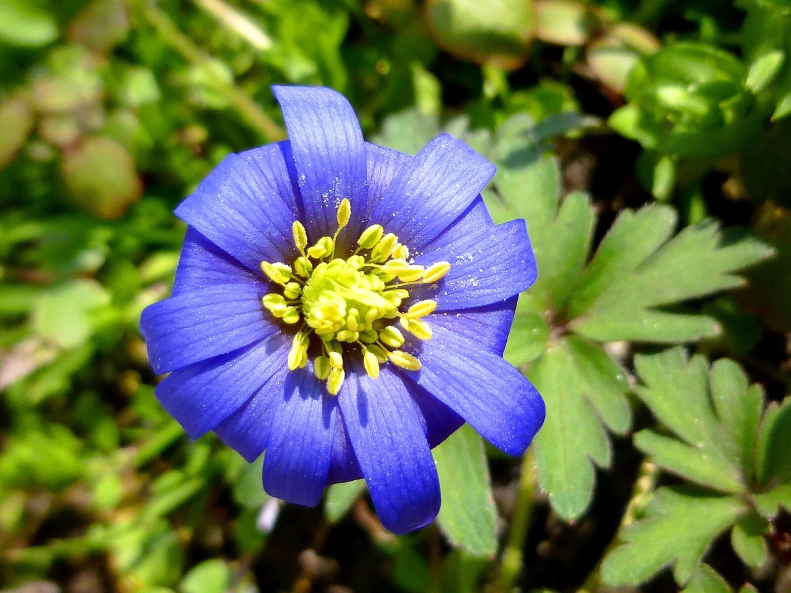 Panasonic DMC-SZ9 sample photo. Stamen, spring, blue flower photography