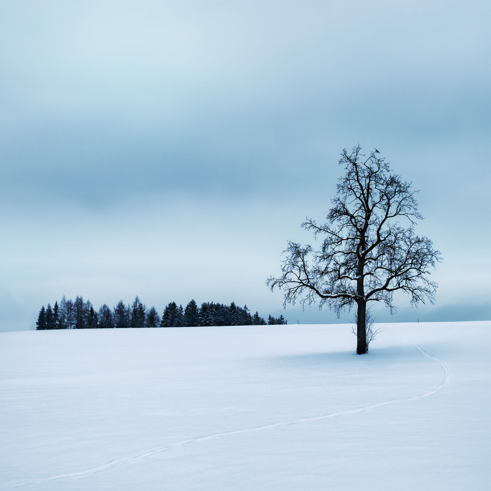 OLYMPUS M.25mm F1.2 sample photo. Tree, surrounded, by, snow photography
