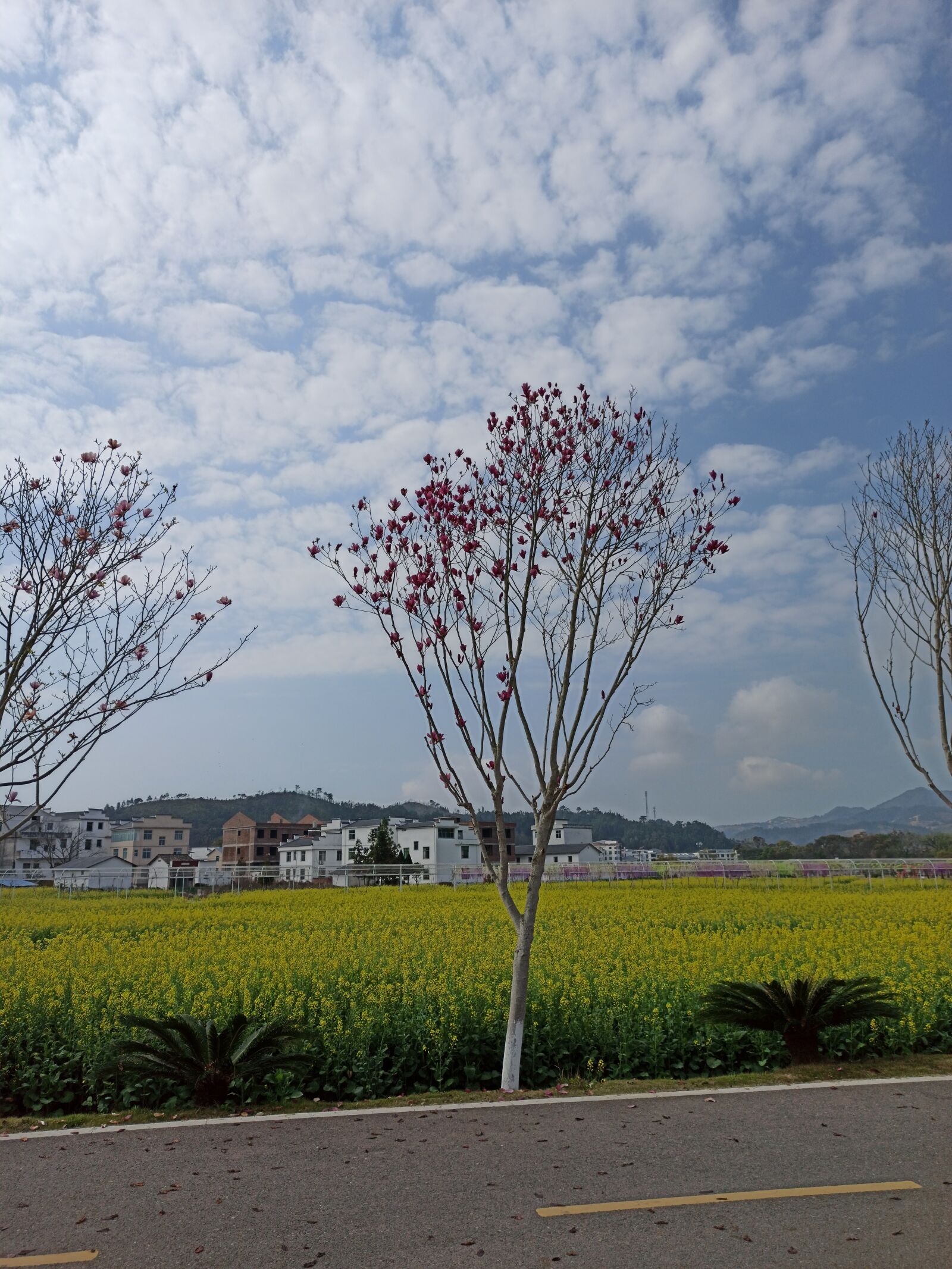 Xiaomi Redmi Note 8 Pro sample photo. Sea of flowers, country photography