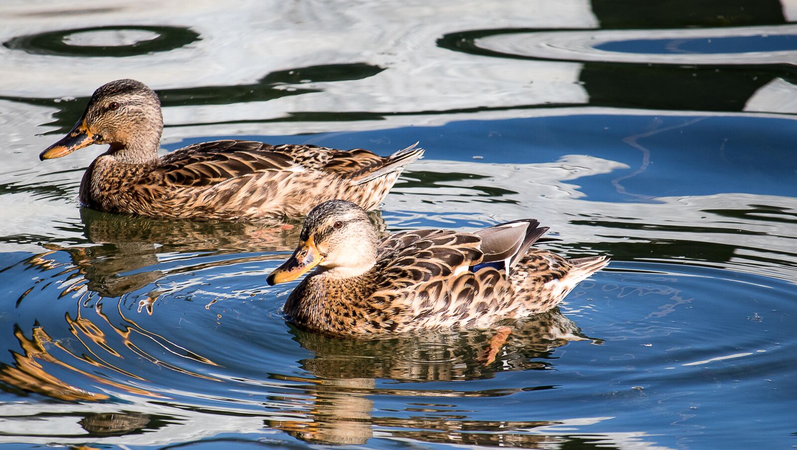 Canon EF-S 55-250mm F4-5.6 IS STM sample photo. Mallard, animal, water bird photography