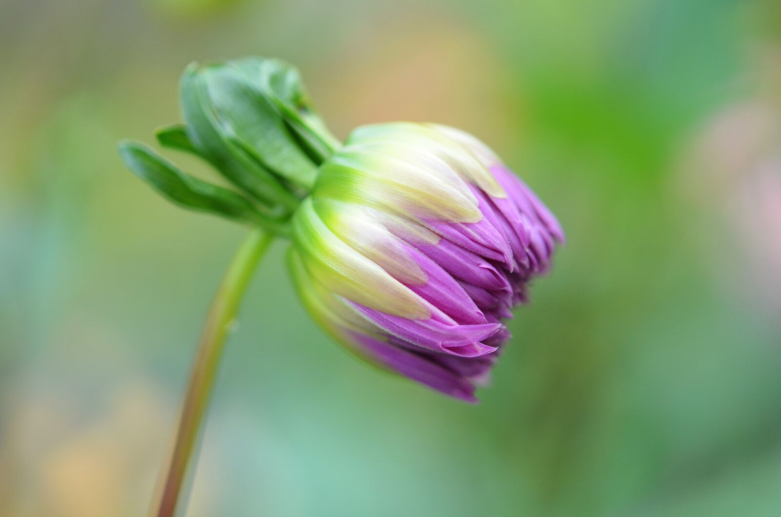 Nikon D7000 sample photo. Flower, natur, spring photography