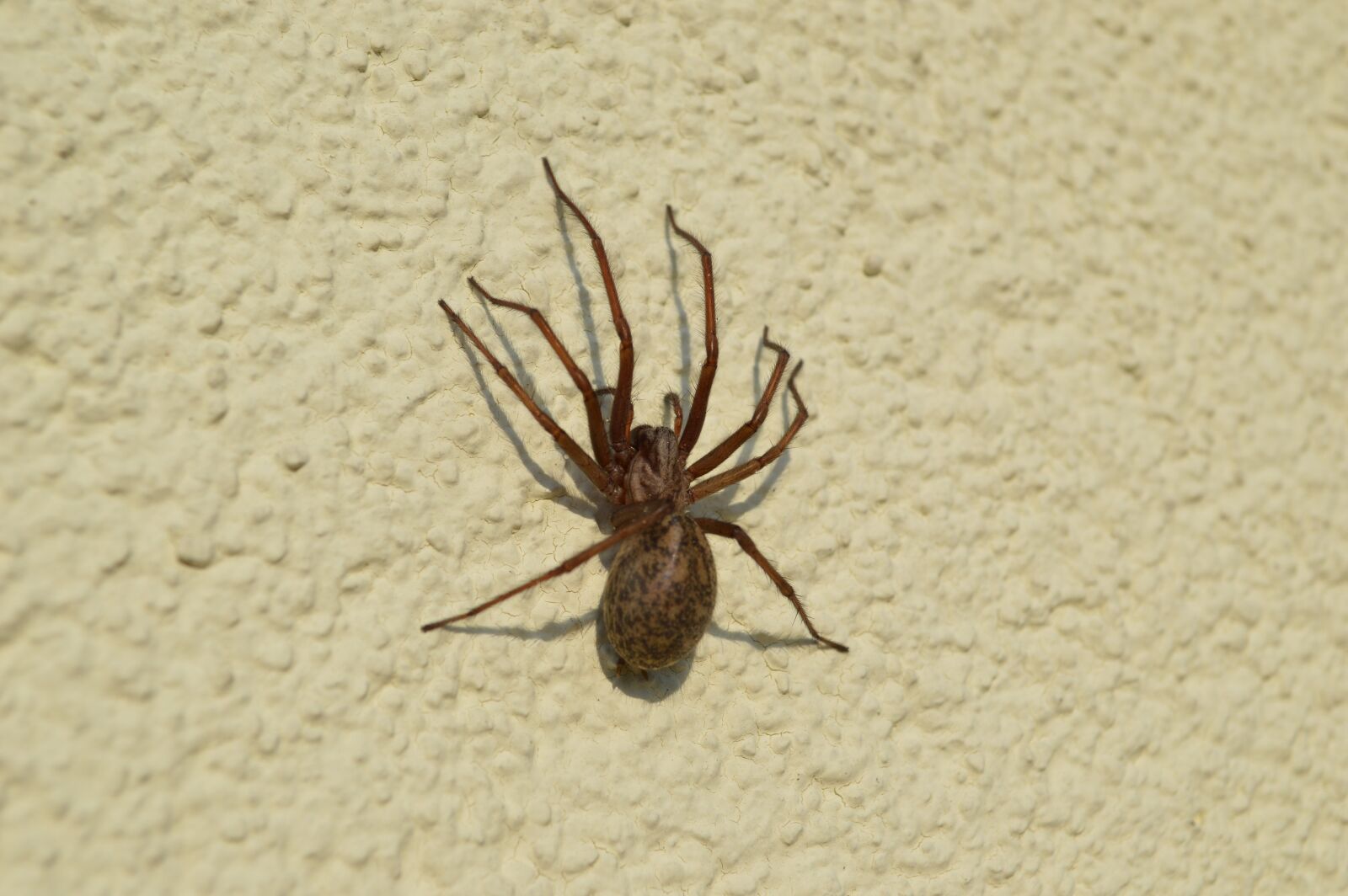 Nikon D3200 sample photo. Spider, insect, arachnid photography