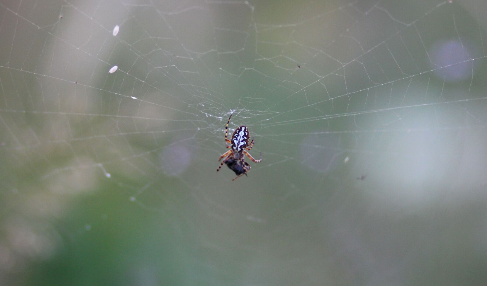 Canon EOS 700D (EOS Rebel T5i / EOS Kiss X7i) + Canon EF 85mm F1.8 USM sample photo. Spider, insecta, spider web photography
