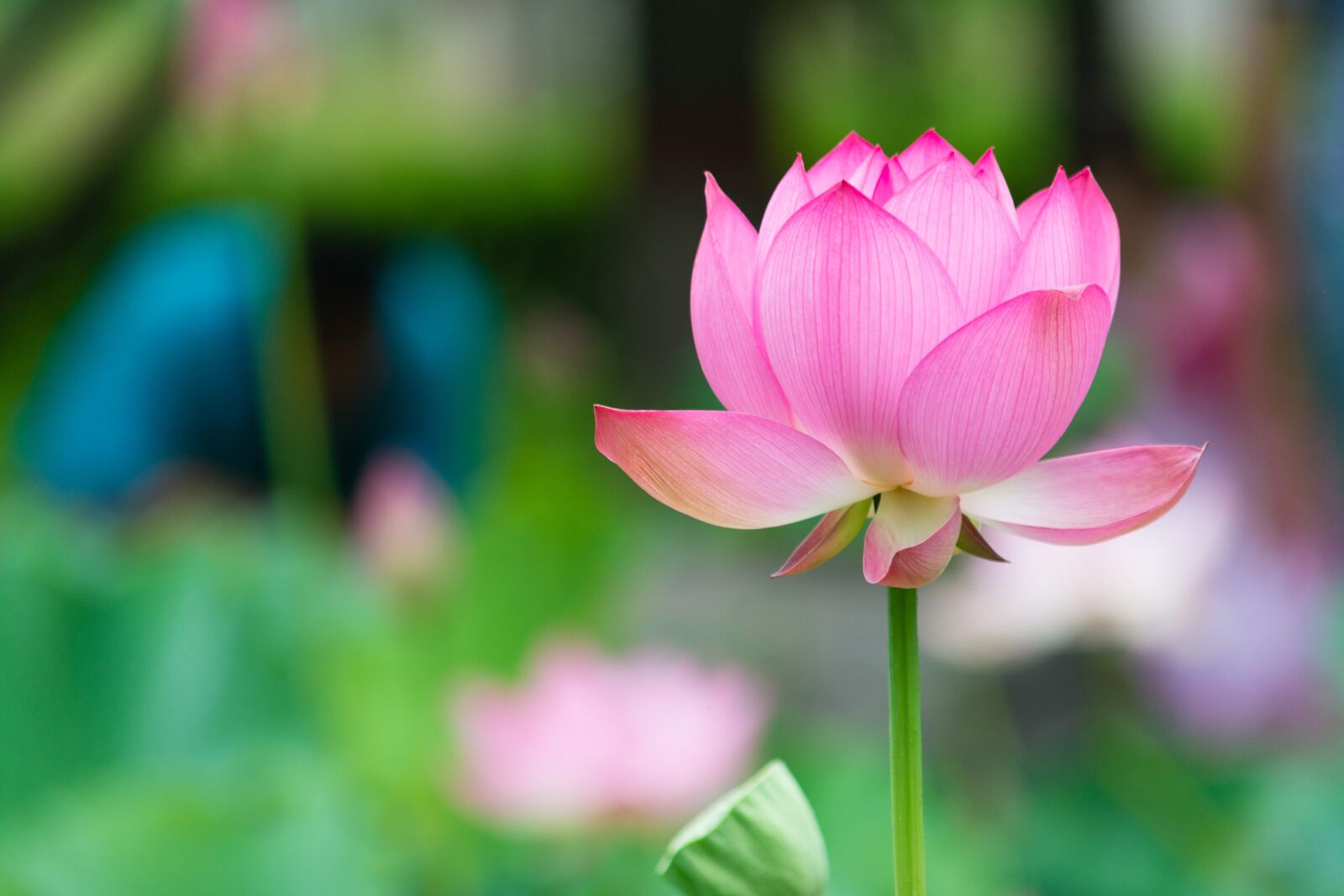 Nikon D7100 sample photo. Lotus, flower, pink photography
