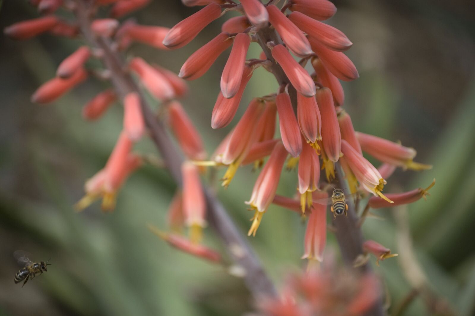 Nikon D40 sample photo. Bee, fly, flower photography