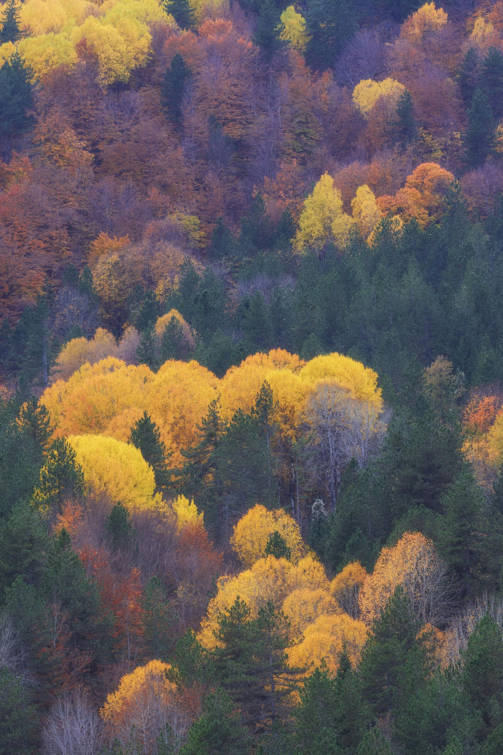 Nikon D7200 sample photo. Autumn, nature, forest photography