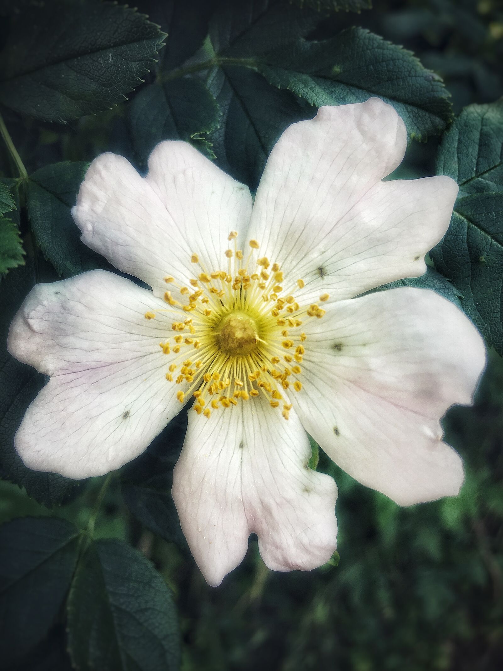 iPhone 6s Plus back camera 4.15mm f/2.2 sample photo. Nature, flower, summer photography